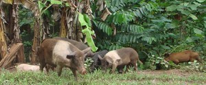 Wild pigs and banana trees © BW Media
